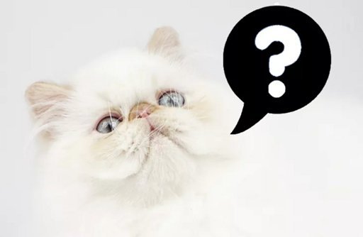 Коты с вопросительным знаком