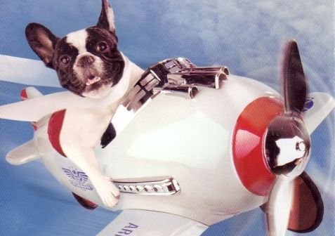 Собака в самолете