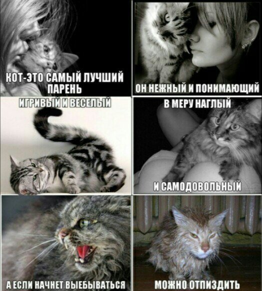Приколы про девушек и кошки