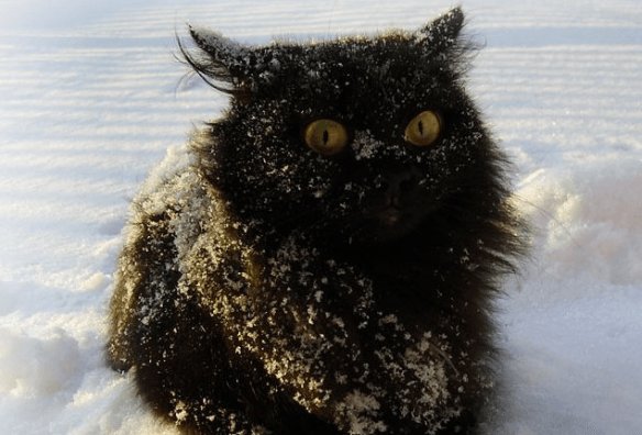 Коту холодно