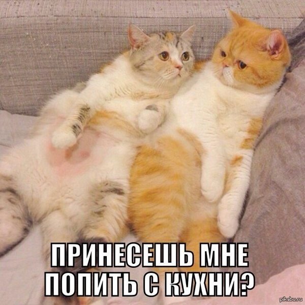 Люблю тебя прикол