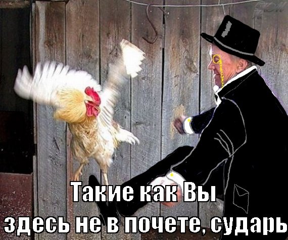 Пинок петуху