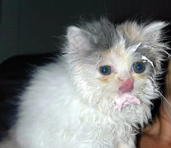 Котенок с грязной мордочкой