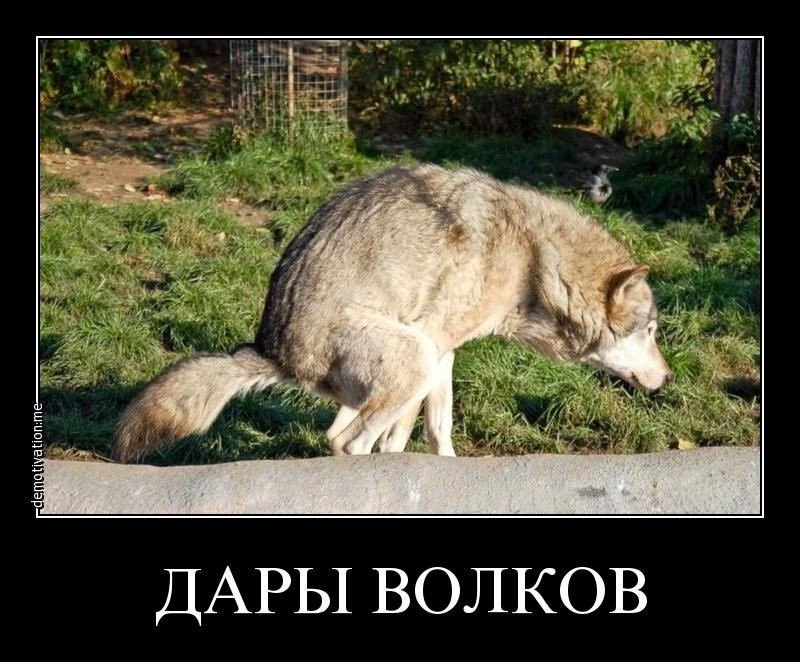 Волк Мем