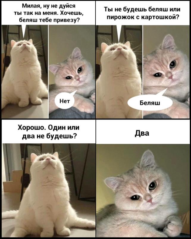 Отношения с котом прикол