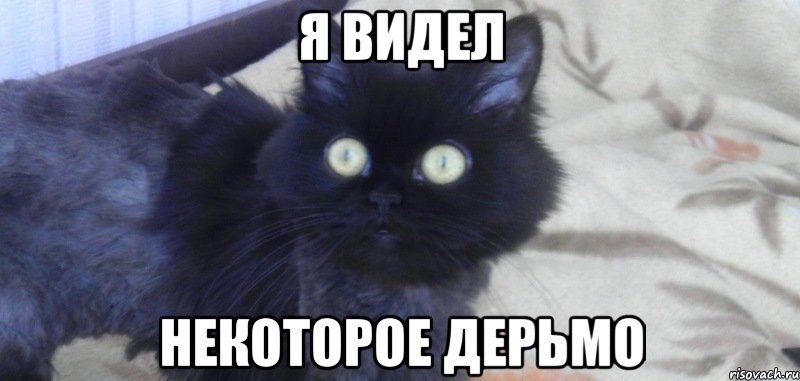 Кот который видел некоторое дерьмо