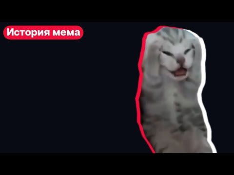 Котенок закрыл уши и кричит