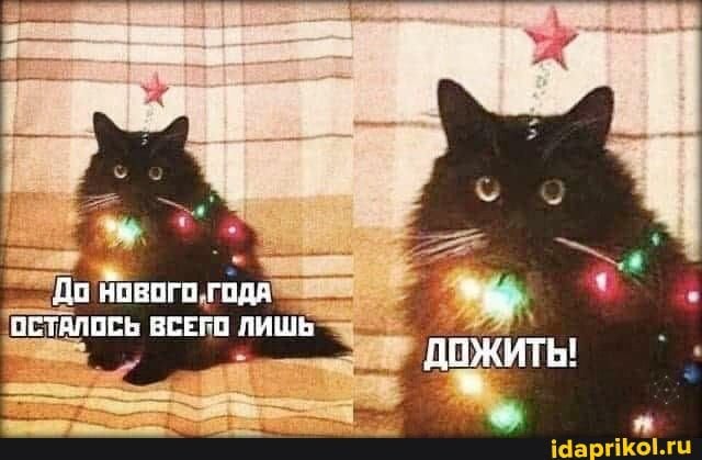 Предновогодние мемы с котами
