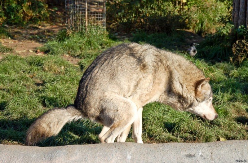 Шутки про волка