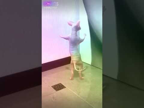 Кот сфинкс танцует