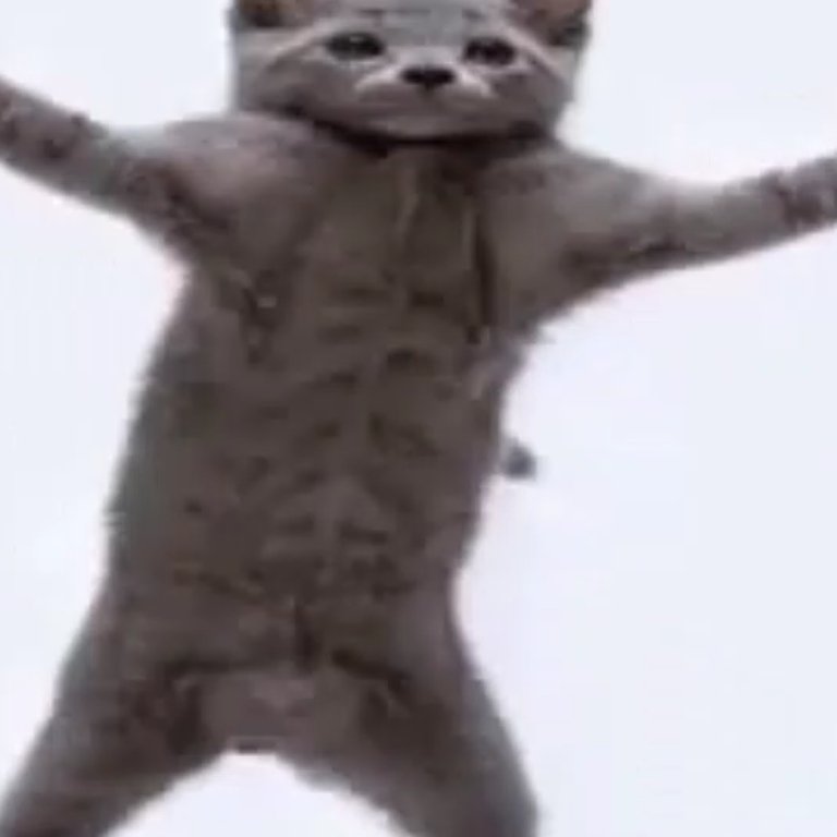 Танцующая кошка
