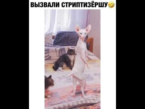 Танцующий лысый кот