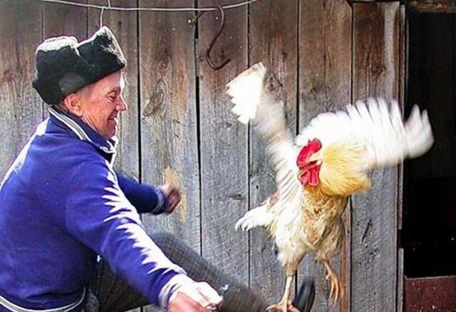 Мужик пинает петуха