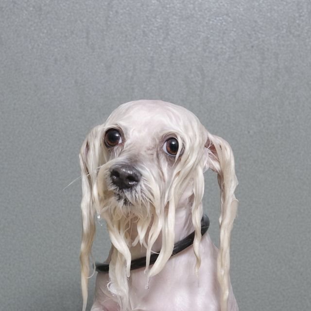 Промокшая собака