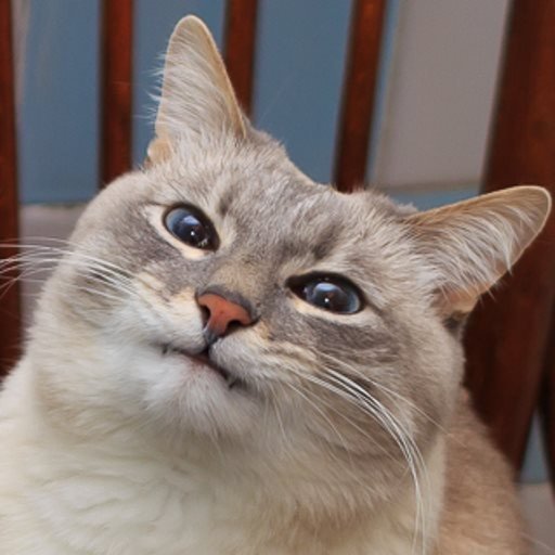 Кот улыбается