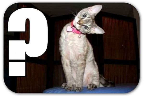 Вопросительный котик