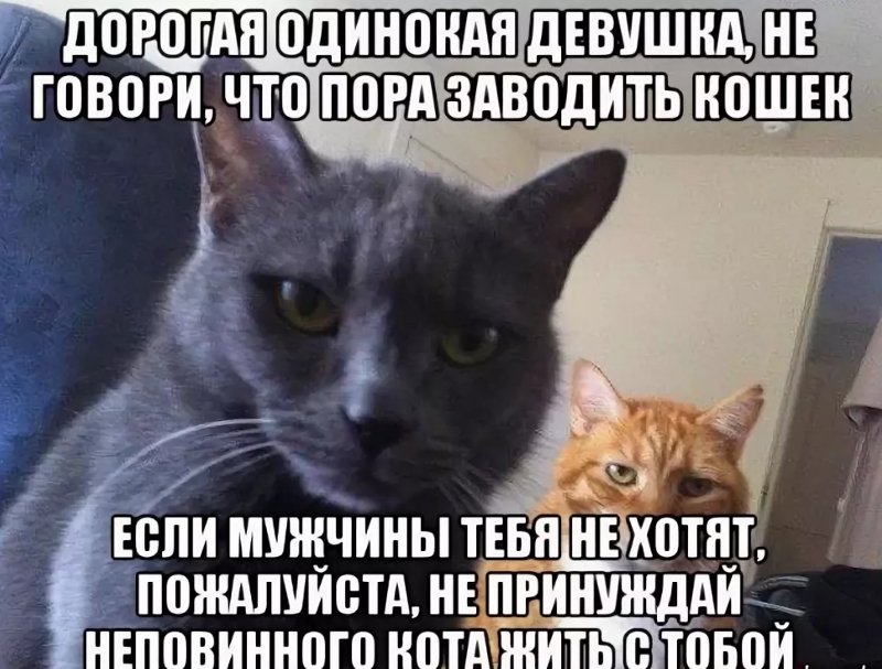 Про одиноких женщин и кошек