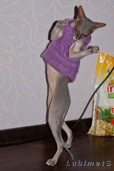 Сфинкс приколы