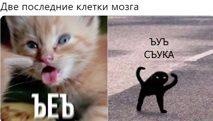 Кот ЪУЪ оригинал