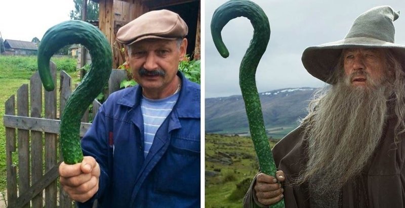 Самый большой огурец