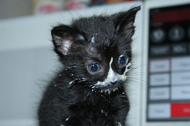 Котенок в сметане