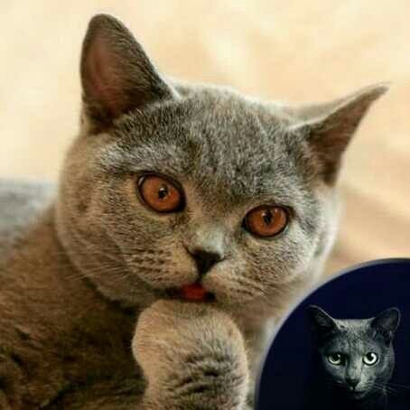 Задумчивый котик