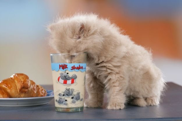 Кот пролил молоко