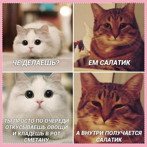 Понимающий кот Мем