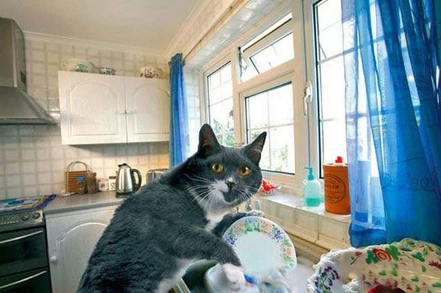 Кошка на кухне