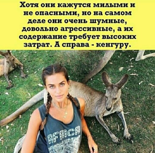 Они кажутся милыми и не опасными