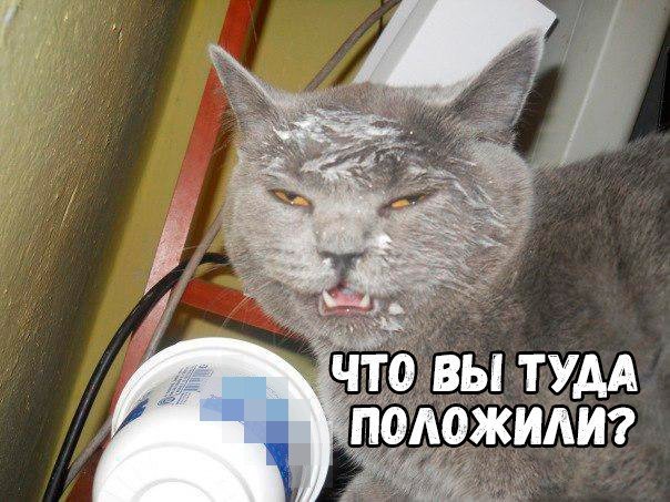 Смешные коты в сметане