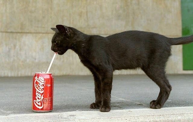 Кока кола кошка