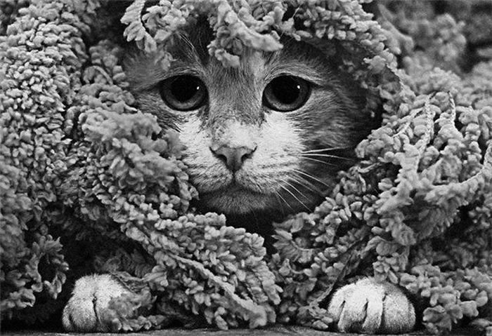 Замерзший котенок