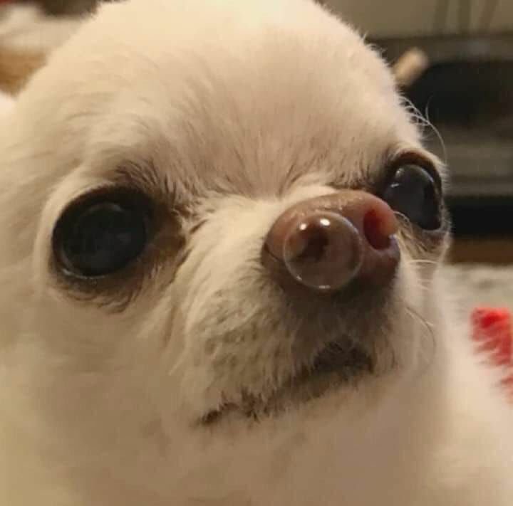 Чихуахуа с пузырем из носа