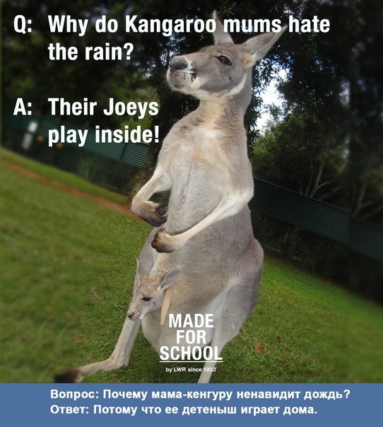 О кенгуру я знаю мало
