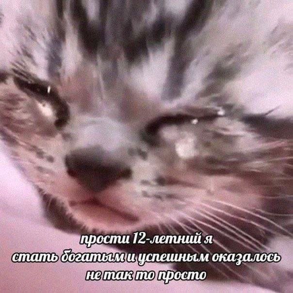 Плачущий кот