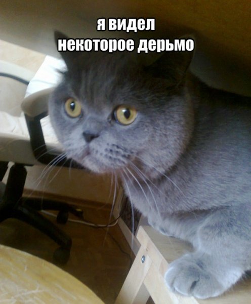 Кот который видел некоторое дерьмо