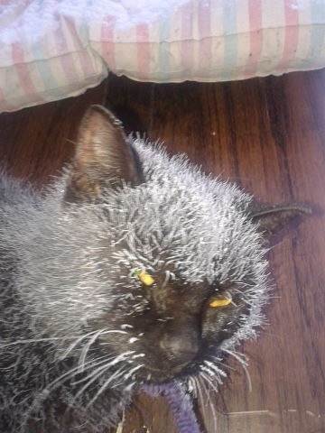 Котик замерз