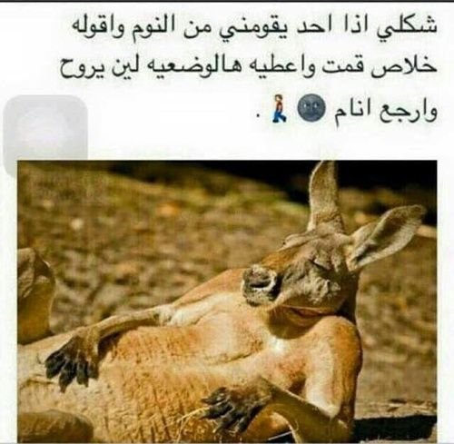 Кенгуру прикол