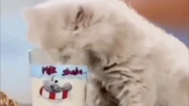 Я русский котенок