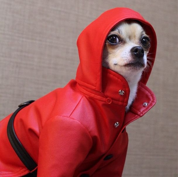 Костюм собаки