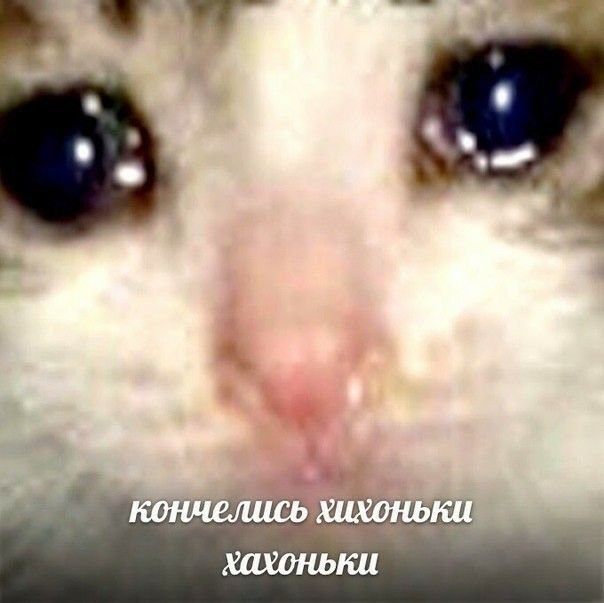 Плачущий котенок Мем