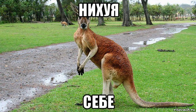Кенгуру мемы