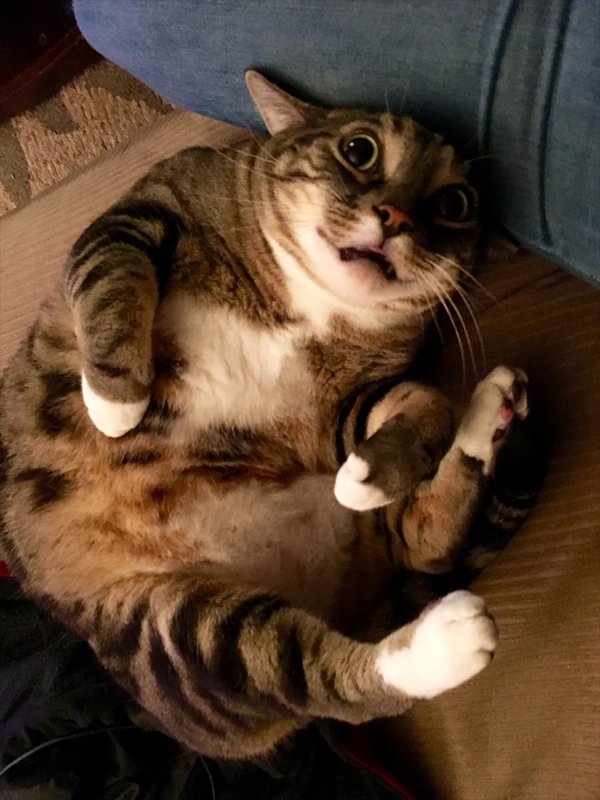 Смешной кот