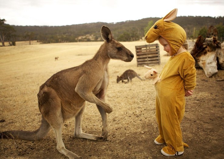 Кенгуру и человек