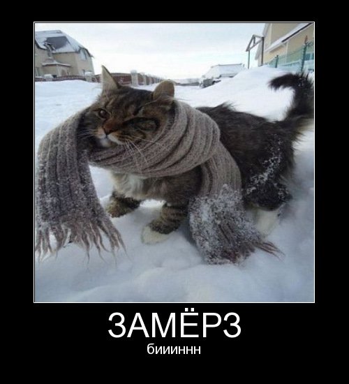 Котик замерз