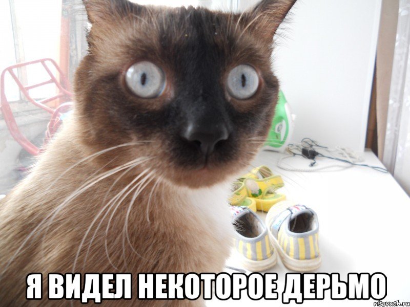 Кот который видел некоторое дерьмо