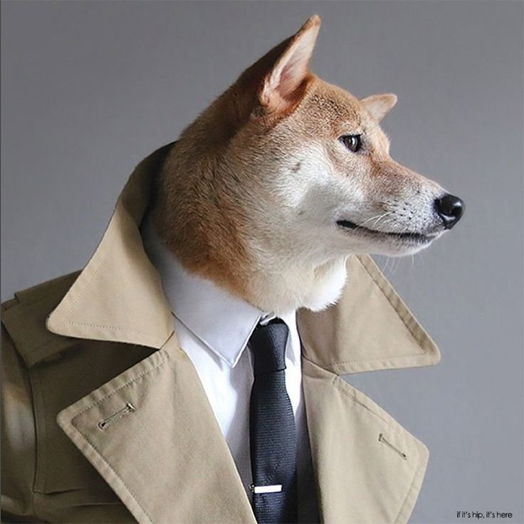 Собака в пиджаке