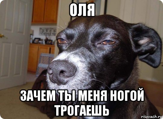 Собака подозревака