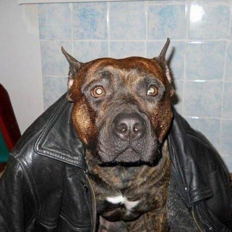 Смешные собаки в кожанках